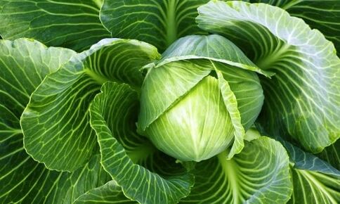 cabbage for the treatment of osteoarthritis of the knee